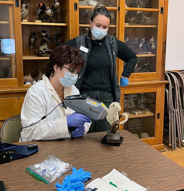 Field Note photo of MNHS intern working on taxidermy mount