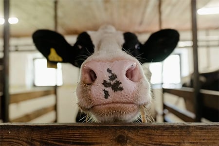 Close up of cow face