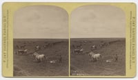 Black and white photograph of a team breaking ground along the line of the Northern Pacific Railroad at Dalrymple Farm, twenty miles west of Fargo, 1878. Photograph by Frank Jay Haynes.