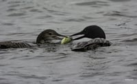 Loons with a perch