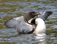 A loon stretching