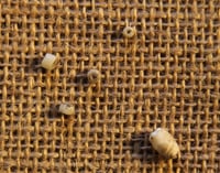 Color image of four small beads from 2009 excavation and one larger bead from 2010.