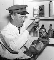 Monkey health care at Como Zoo