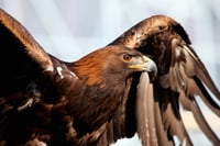 Color image of Donald, a male golden eagle and National Eagle Center ambassador, spreading his wings. Photographed by Janet Killian.