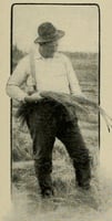 Field worker examining Wire Grass, c.1903.