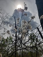 Foliage along Savanna Portage, 2018. Photograph by Jon Lurie used with the permission of Jon Lurie.