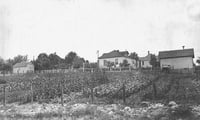 Oliver Mining Company employee gardens, 1923. Oliver Mining Company allowed employees to plant and harvest from gardens within their communities. This garden was located in Fayal Location, near Eveleth.