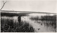 Harvesting wild rice in the White Earth Reservation of Ojibwe