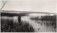 Harvesting wild rice in the White Earth Reservation of Ojibwe