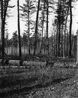 Black and white photograph of Pine woods at Lake Itasca, 1900.