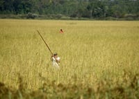 Wild rice harvest on Mud Lake