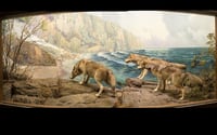 Wolf Diorama