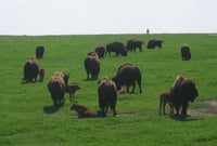 Color image of adult bison and calves at Blue Mounds State Park, 2007. Photograph by Wikimedia Commons user Rigadoun.