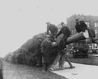 Putting up a Christmas Tree in Gateway Park, 1931