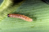 Color photograph of a European corn-borer caterpillar.