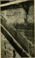 Black and white photograph of a wall of a poorly kept flour mill with accumulations of flour webbed by a flour moth. U.S. Department of Agriculture, 1913.