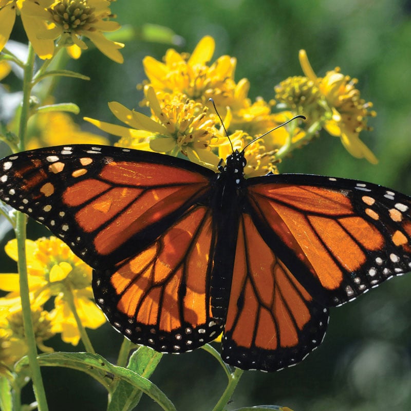 Pollinator-friendly hillside