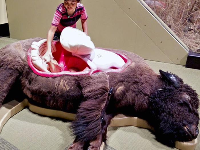 The bison image