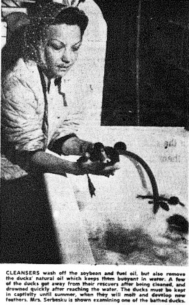 Cleansers wash off the soybean oil and fuel oil, but also remove the ducks' natural oil which keeps them buoyant in water. A few ducks got away from their rescuers after being cleaned, and drowned quickly after reaching the water. The ducks must be kept in captivity until summer, when they will molt and develop new feathers.