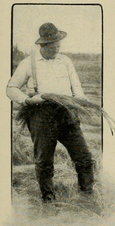 Field worker examining Wire Grass, c.1903.