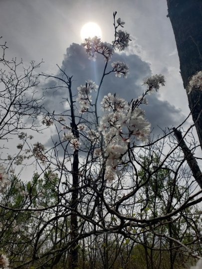 Foliage along Savanna Portage, 2018. Photograph by Jon Lurie used with the permission of Jon Lurie.