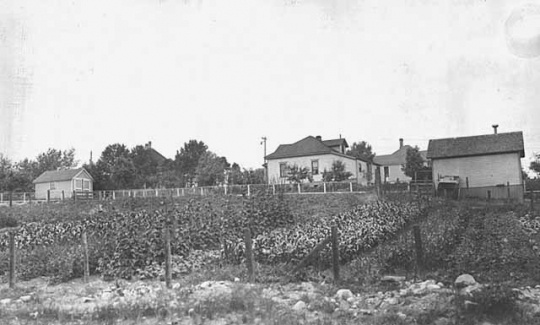 Oliver Mining Company employee gardens, 1923. Oliver Mining Company allowed employees to plant and harvest from gardens within their communities. This garden was located in Fayal Location, near Eveleth.
