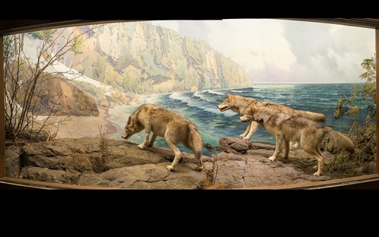 Wolf Diorama