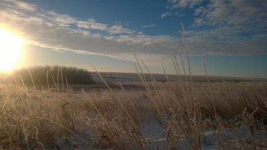 Color image of a frozen prairie with distant bison herd, 2014. From the photograph collection of the Minnesota Department of Natural Resources.