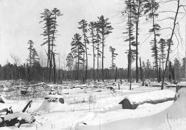 forest-1919 forest-1919