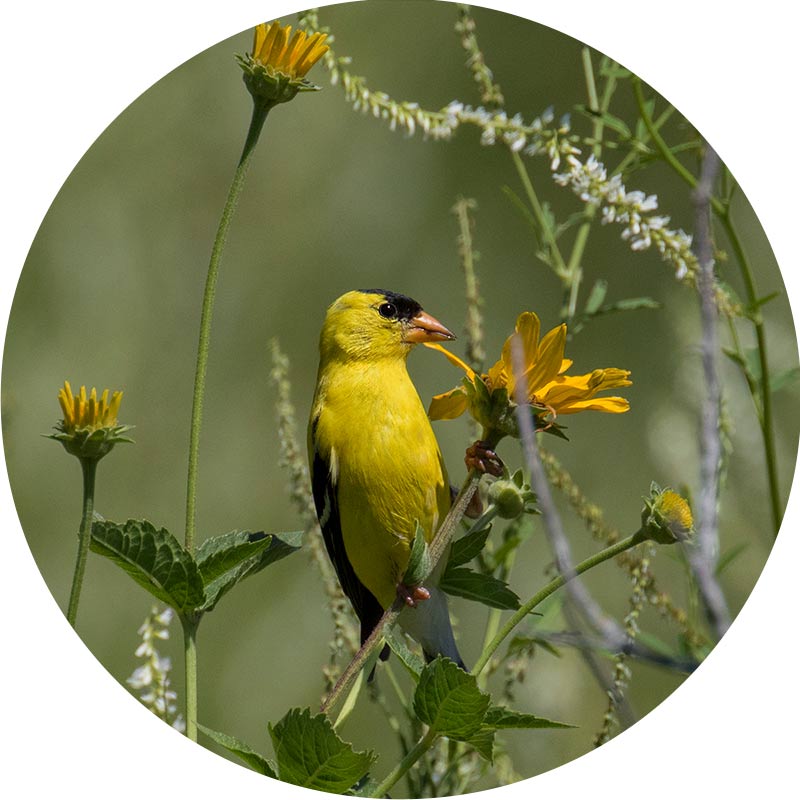goldfinch-circle
