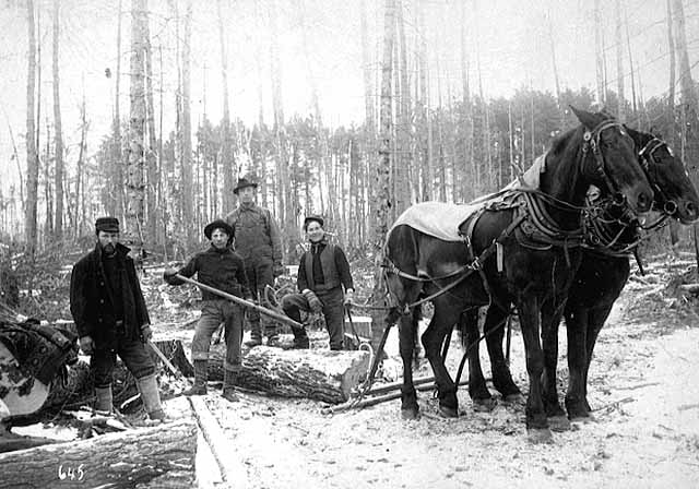 horses-camp horses-camp