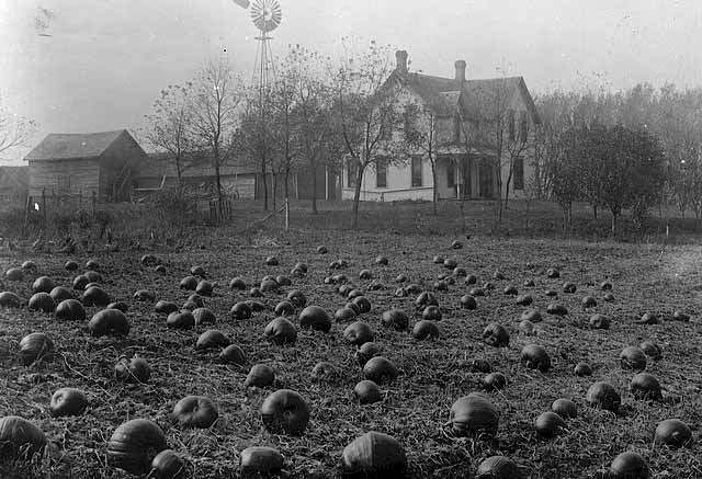 pumpkin-patch pumpkin-patch