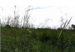 tallgrass-prairie tallgrass-prairie