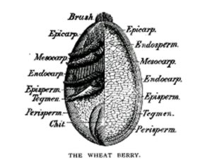 wheat-berry wheat-berry