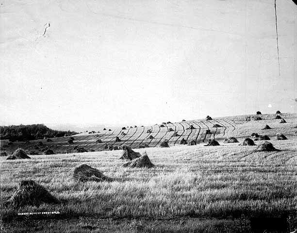 wheat-shocks (1)