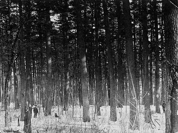 white-pine white-pine